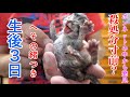 【保護猫】保健所で殺処分寸前？の子猫を保護しました【保護子猫】