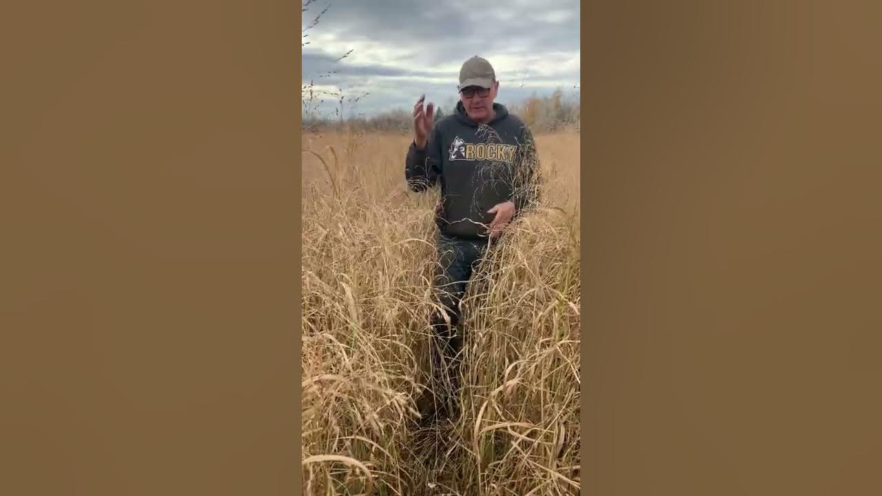 Is Twin Row Switchgrass Poised to be the New Standard for Drill Seeded