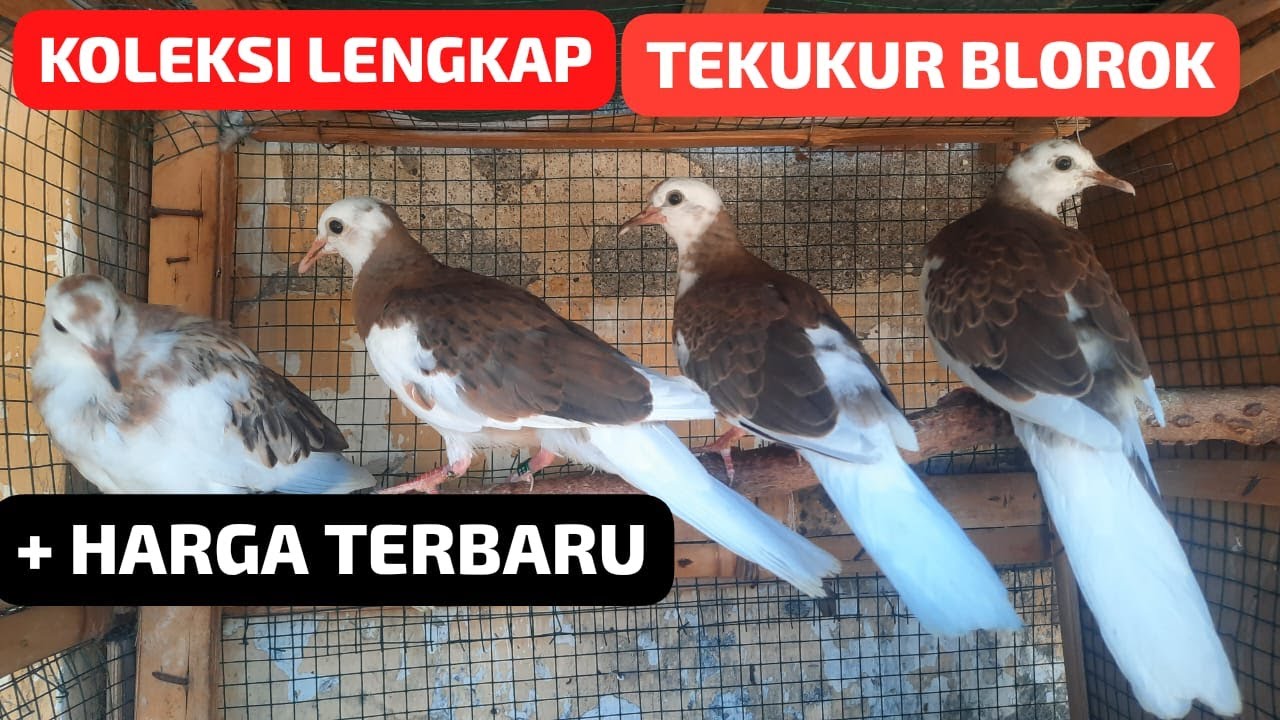 Koleksi Lengkap Tekukur Blorok dan Harganya #tekukurindonesia #tekukurthailand #bisnisonline