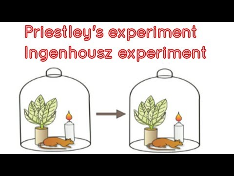 Joseph Priestley and Jan Ingenhousz experiment in photosynthesis.