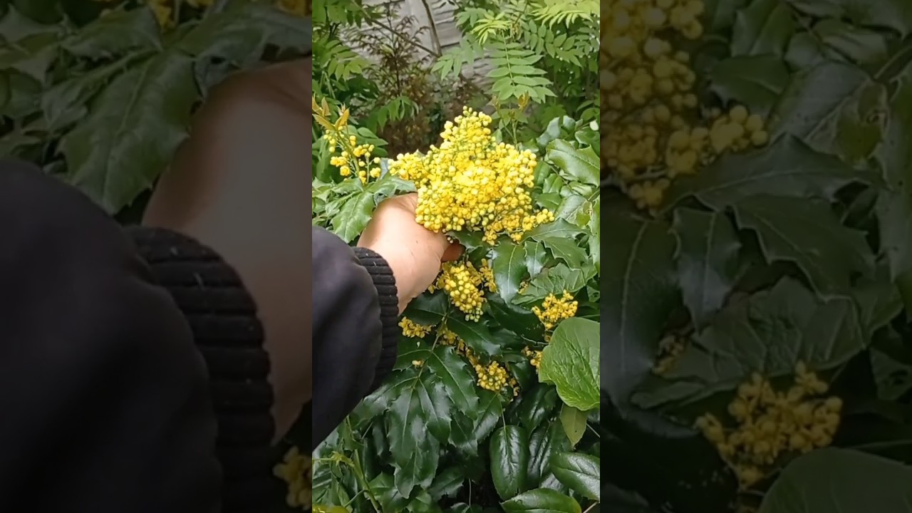 7.05 магония падуболистная 