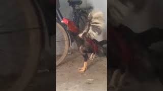 Download Lagu Ciri-ciri Kokok ayam pembunuh MP3