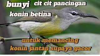 Bunnyi cit cit pancingan konin betina untuk memancing konin jantan supaya cepat berbunnyi
