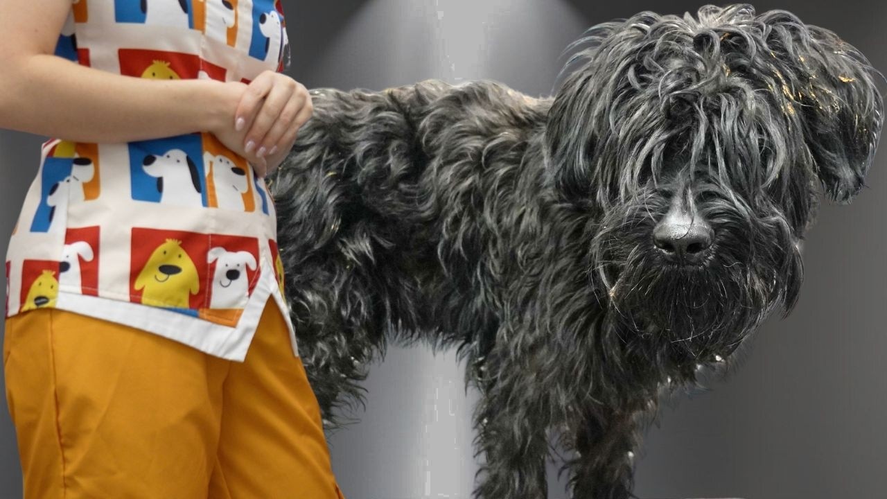 This Humane Society Dog Was Matted & Covered In Poop...Then THIS Happened