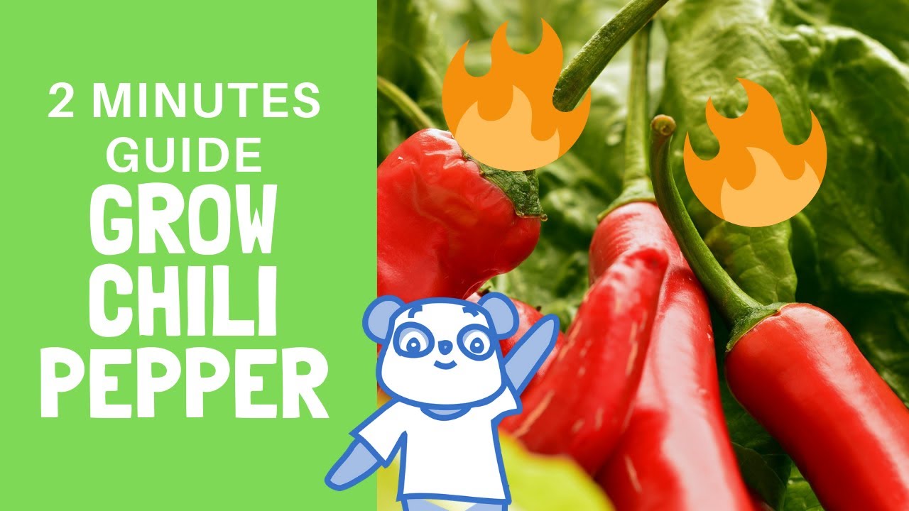 Grow Chili Peppers in 2 minutes Howto Guide YouTube