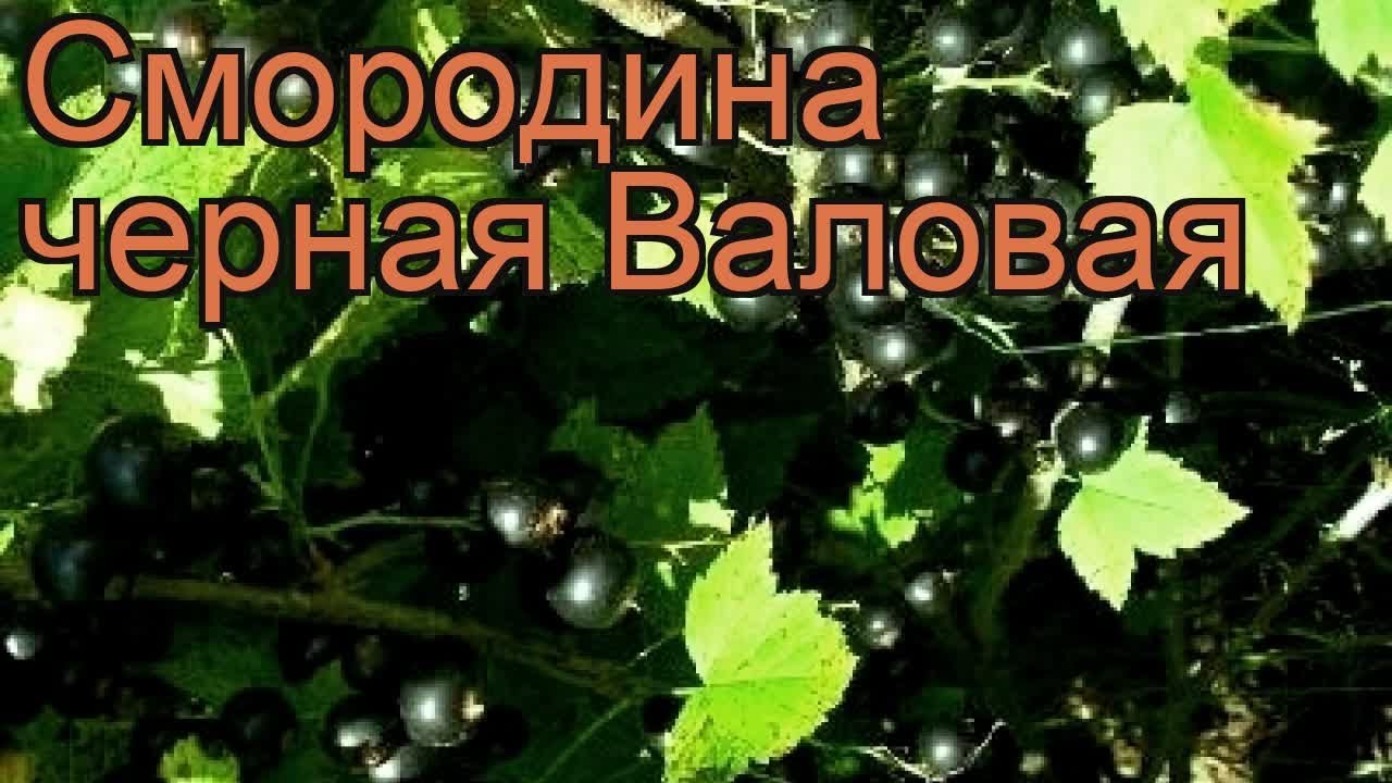 Смородина валовая описание