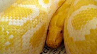 Slightly Grumpy Burmese Python