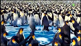 Promo Cine Happy Feet 2, Sábado 28 De Diciembre Alas 2120H En Boing 23122019