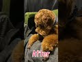 【デカプー】アフロヘアーからテリア風カットにしたトイプードル