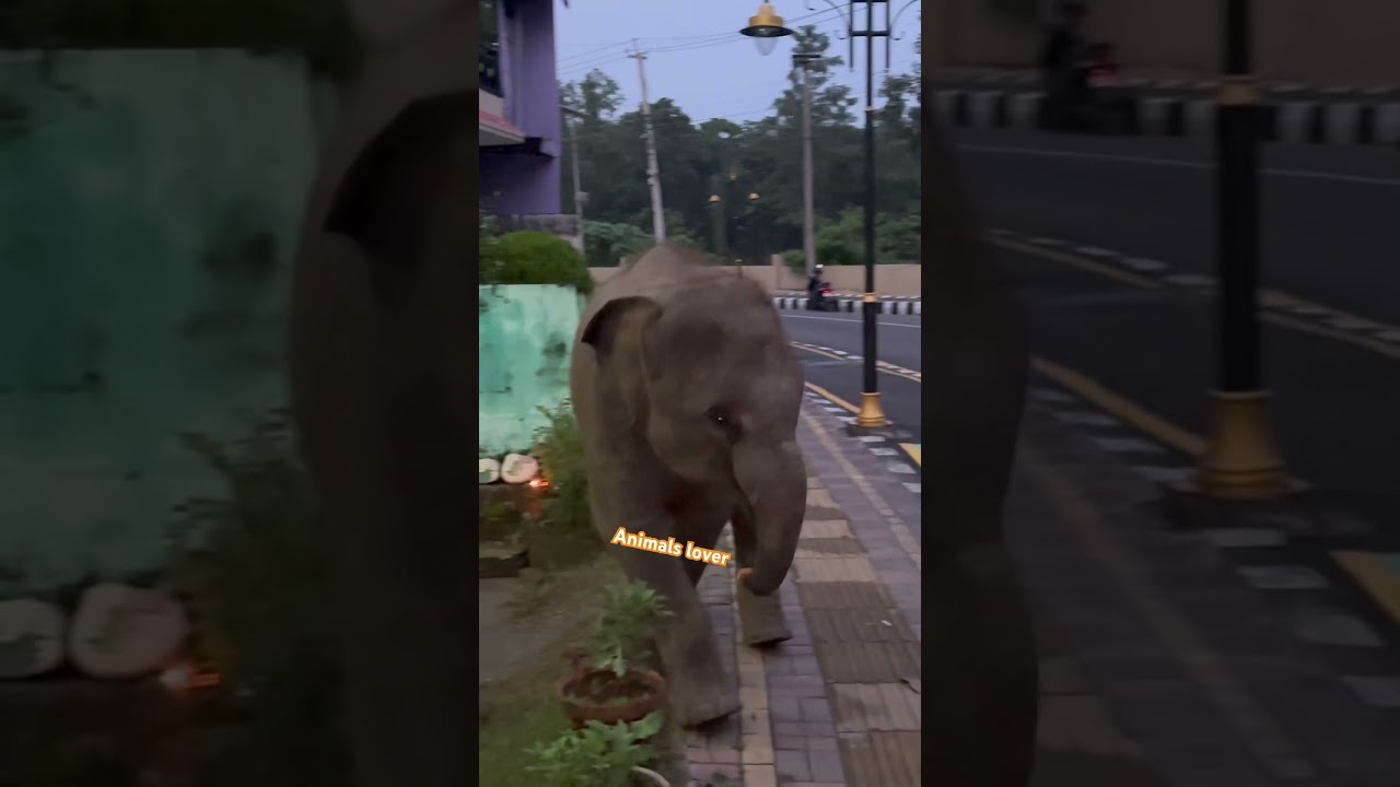 Punti join tea time 😮