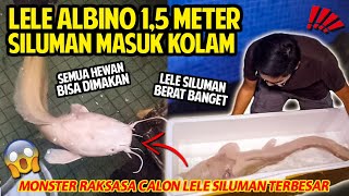 LELE SILUMAN RAKSASA 1,5 METER MASUK KOLAM! BEGINI REAKSINYA CALON MONSTER LELE ALBINO TERBESAR!