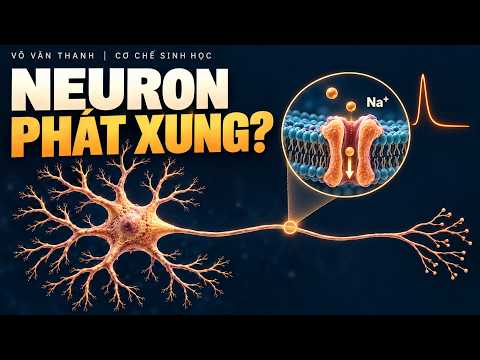 Neuron phát xung điện như thế nào? | Điện thế hoạt động