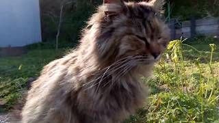ついてくる猫島の野良猫