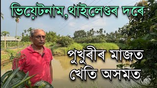 দ পুখুৰীৰ মাজত খেতি।ভিয়েটনাম,থাইলেণ্ডৰ দৰে। New farming Ideas। Unique farming in Assam। Mango Farm 