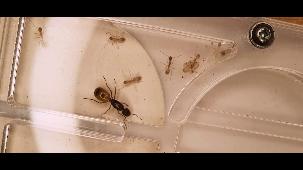 Introductory video AntOnTop 🐜