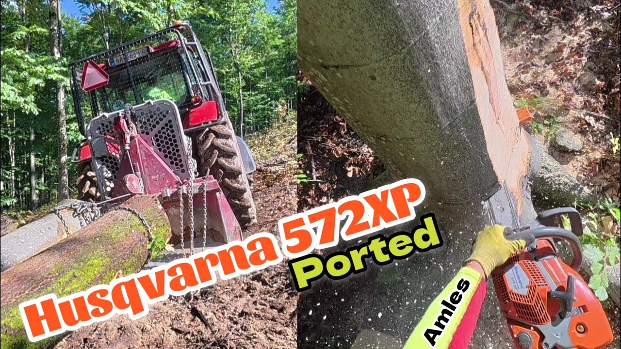 После дождя очень скользко, падение во время валки бука, Husqvarna 572XP в действии, Амлес,