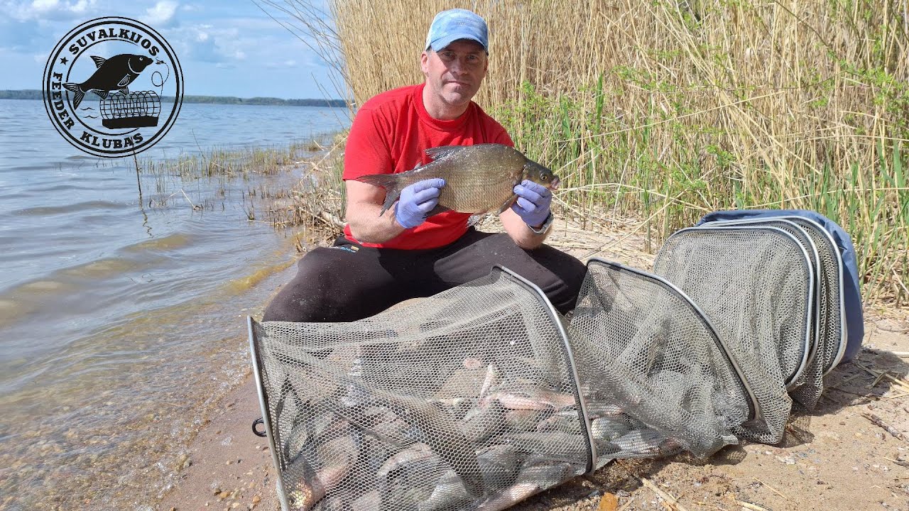Kauno Marios, Rumšiškės. Pavasariniai karšiai