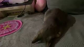 Kitol Sleepy Head