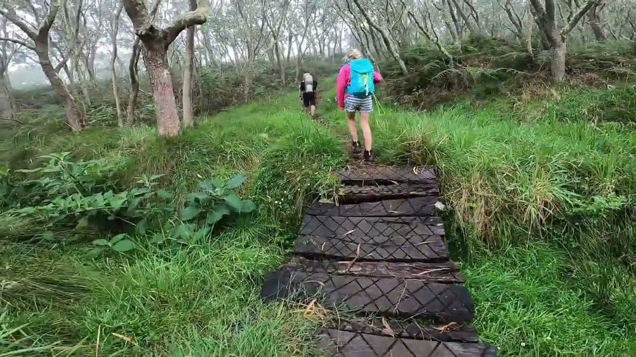 Balade vers le Petit Bénare, Forêt des Hauts sous le vent, La Réunion