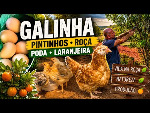 Este é o segredo por que devemos podar as árvores frutíferas || vida na roça || MIRO MLS