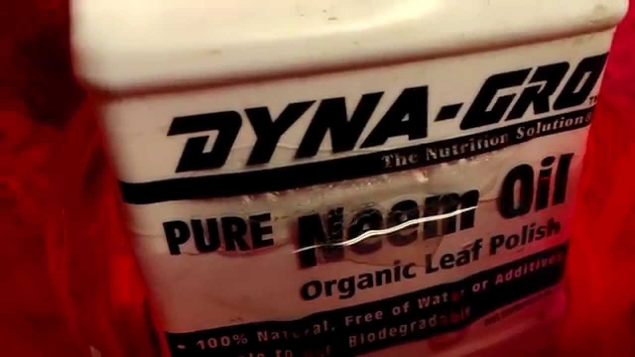 Indoor Grow Journal - The life of 7 White Widows (Outdoor prep)