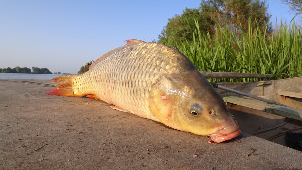 сазан астраханский. рыбалка в астрахани на сазана. сазан астрахань. сазаны астрахань. сазан астрахань.