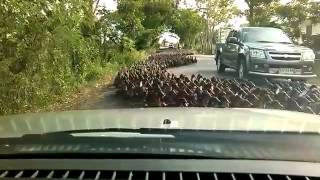 So much ducks!
So much ducks! So much ducks!