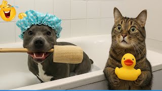 Download Lagu The Funniest Animals That Will Make You Laugh Crazy 😹🐶 Funniest Animals Videos Clips MP3 Download Lagu The Funniest Animals That Will Make You Laugh Crazy 😹🐶 Funniest Animals Videos Clips MP3