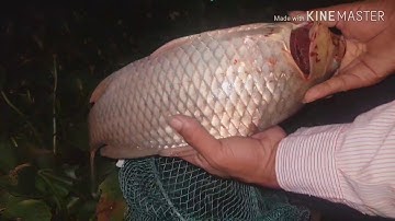 CÂU LỤC SÔNG: cận cảnh cá chép đè phao