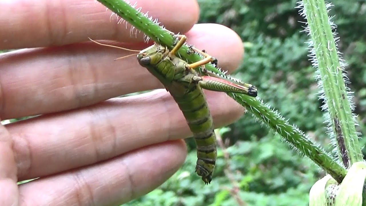 バッタが恐ろしい生物に寄生されています Youtube
