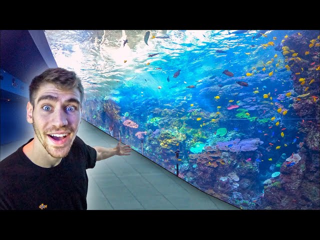 Georgia Aquarium - #1 Largest Aquarium in The World!! - (Private Tour) class=