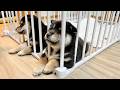 【柴犬 子犬】ものすごく個性的な寝方を披露する生後40日目の子犬たち