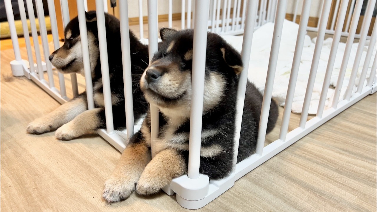 【柴犬 子犬】ものすごく個性的な寝方を披露する生後40日目の子犬たち