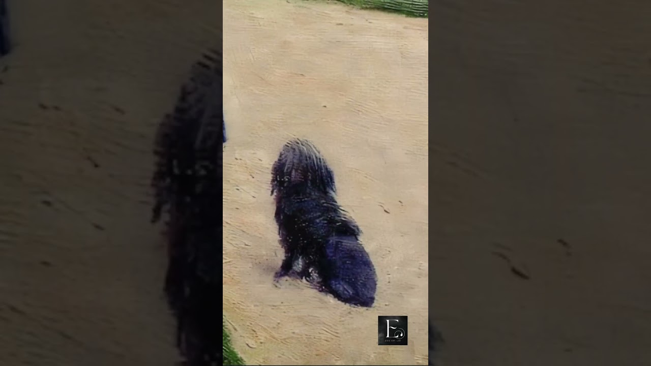 The Dog's Name is Schipperke