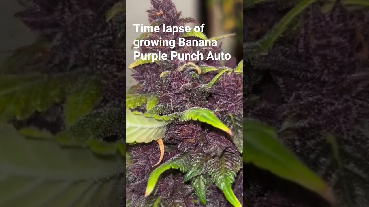 Замедленная съемка выращивания банана сорта Purple Punch от Growpanion