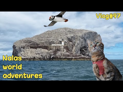 Cat's boat trip to BASS ROCK ⚓️😻 Vlog #97