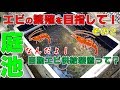 エビの繁殖を目指して!その2「自動エビ供給装置ってなんだよ?」【2018#034】