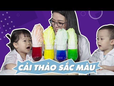 Thí nghiệm cùng Bé - Cải thảo sắc màu Lứa tuổi: MG Lớn