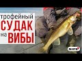 ЛОВЛЯ на ВИБЫ! СУДАКИ НЕ ЛЕЗУТ В ЛУНКУ!