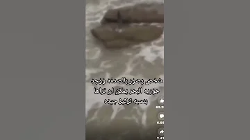 حورية البحر حقيقية 