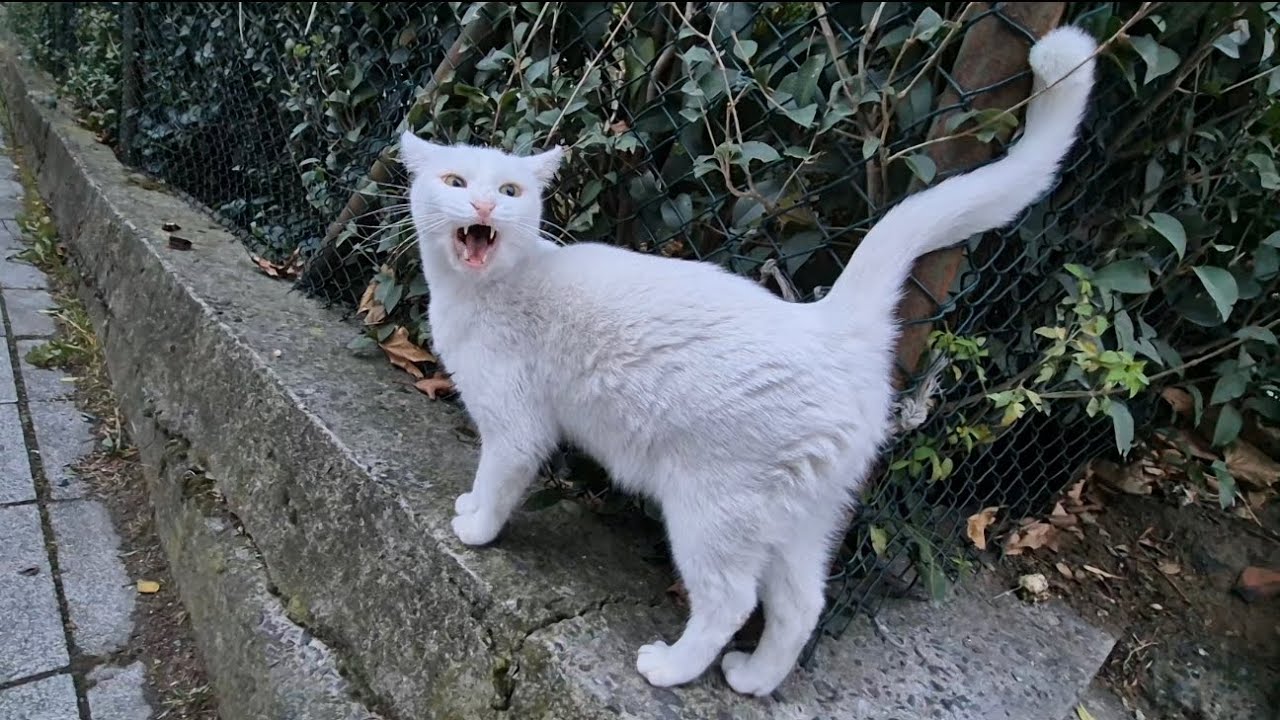 White Raging Cat Angry White Cat is Attacking everyone today. - YouTube