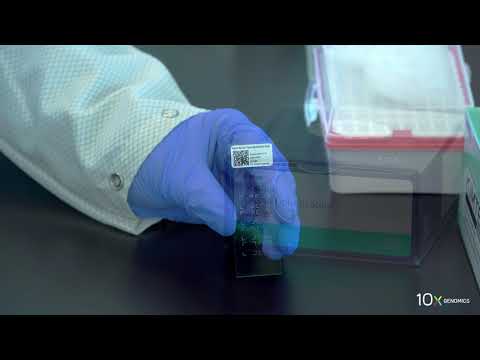 Visium Tissue Optimization Protocol | Getting Started