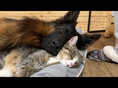 German Shepherd Didn't