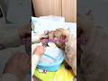 出産することになった子犬