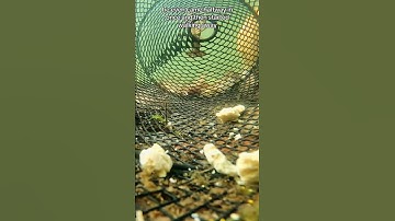 Underwater Minnow Trap Footage | Fishing Adventures in Michigan #fish #fishing