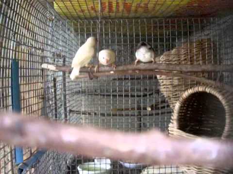 Gouldian Finch 47 days old fledging stage - YouTube