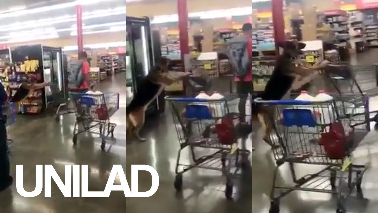 lady gaga las vegas German Shepherd Pushes A Shopping Trolley | UNILAD