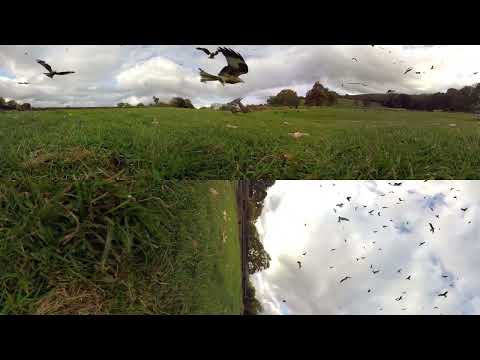 360°red kite bird feeding 4k #shorts #factbyscience