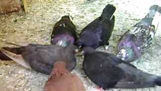 Parlor Roller Pigeons Eating Again....