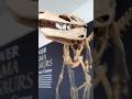 LOOK AT THIS DINOSAUR 🦖🦕 #trending #viral #music #art #animalplanet #dinosaur #fyp #funny #science